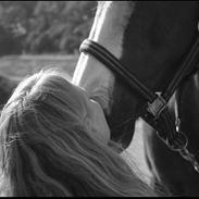 Dansk Varmblod Yorkshire