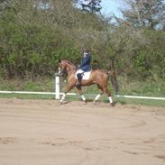 Dansk Varmblod Yorkshire