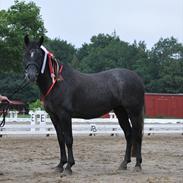 New Forest Lundemarksgårds Rytme