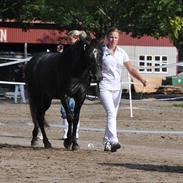 New Forest Lundemarksgårds Rytme