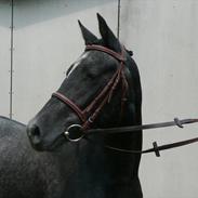 New Forest Lundemarksgårds Rytme