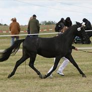New Forest Lundemarksgårds Rytme