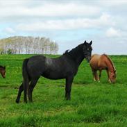 New Forest Lundemarksgårds Rytme