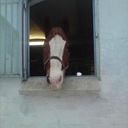 Frederiksborg picasso