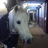 Welsh Pony (sec B) Langager`s Flicka
