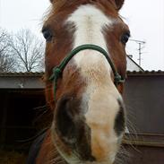 Welsh Cob (sec D) Vilnius SOLGT