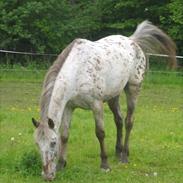 Knabstrupper Hanna Hedevanggård