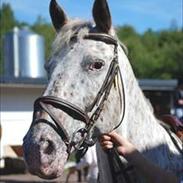Knabstrupper Hanna Hedevanggård