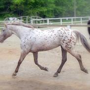 Knabstrupper Hanna Hedevanggård