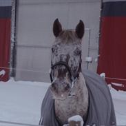 Knabstrupper Hanna Hedevanggård