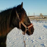 Welsh Cob (sec D) Petersgaards Louisianna