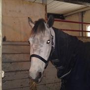 Connemara Emerald Eva * Soulmate *