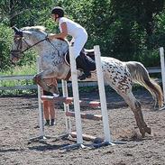 Knabstrupper Hanna Hedevanggård