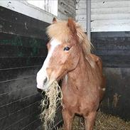Islænder Fifíll fra Barløse