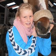 Dansk Varmblod Mølleåens grandie