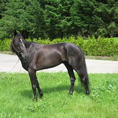 Traver Flamboyant (død)