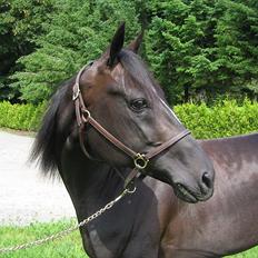 Traver Flamboyant (død)