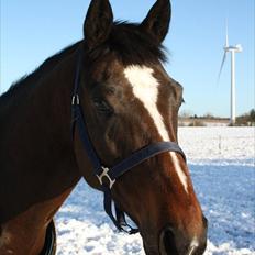 Dansk Varmblod Faithful dream (SOLGT)