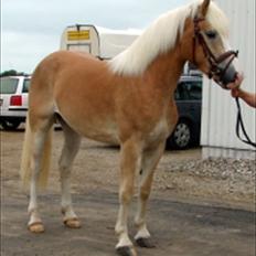 Haflinger Marlis af Kroggaard