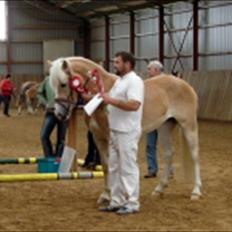 Haflinger Marlis af Kroggaard