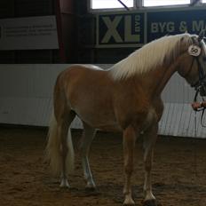 Haflinger Marlis af Kroggaard