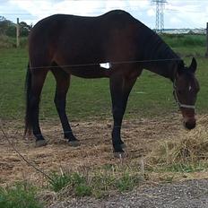 Traver elvis holamger