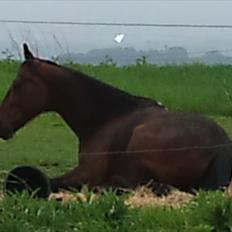 Traver elvis holamger