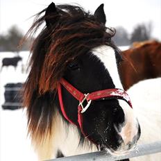 Tinker Lady Harmonie<3 (træner)