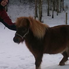 Shetlænder Emil