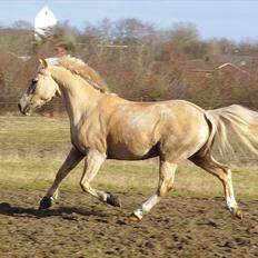 Anden særlig race Silver<3.