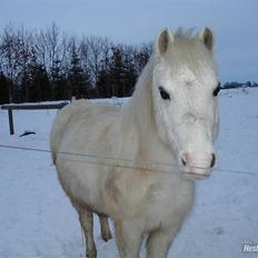 Anden særlig race  Apache 