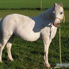 Anden særlig race  Apache 