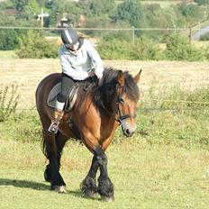 Belgier Malibu **BROVANG** SOLGT !