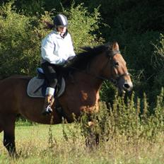 Belgier Malibu **BROVANG** SOLGT !