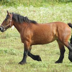 Belgier Malibu **BROVANG** SOLGT !