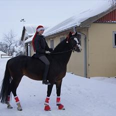 Tysk Sportspony PHW's Neils B-pony