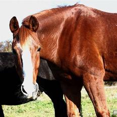 Anden særlig race Lucky Girl