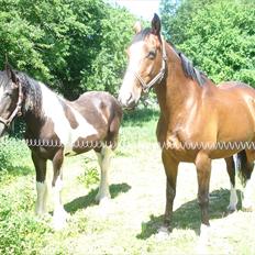 Irish Cob Crossbreed Sambuca G **BROVANG** R.I.P