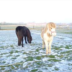 Islænder Engill frá Refsstöðum