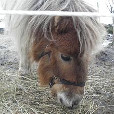 Shetlænder billy boy, my heart i:'<3