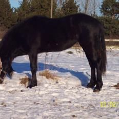 Welsh Cob (sec D) Petersgaards Louisianna