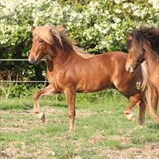Islænder Skafti Fra Kakke