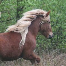 Islænder Skafti Fra Kakke