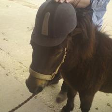 Shetlænder tarzan  blevet solgt :'(