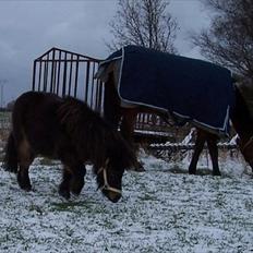 Shetlænder tarzan  blevet solgt :'(