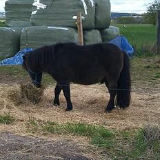 Shetlænder tarzan  blevet solgt :'(