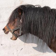 Anden særlig race Maccoy