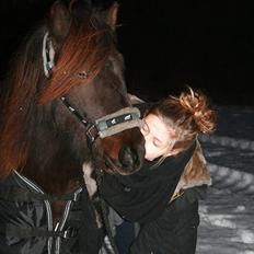 Islænder Dagur frá Króki