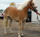 Haflinger Marlis af Kroggaard
