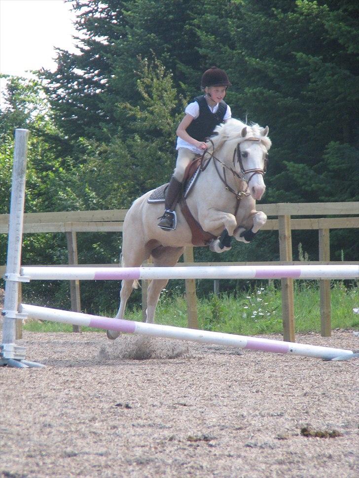 Welsh Pony af Cob-type (sec C) Rosengårdens Nakuma *B-pony* billede 11